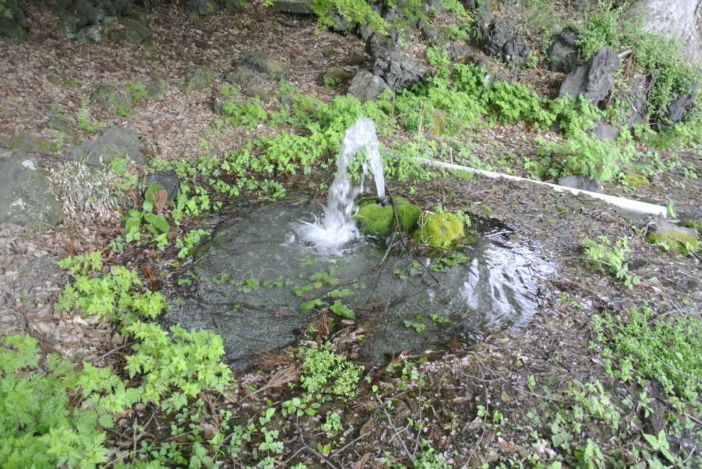 山梨県富士吉田市・月江寺池の水