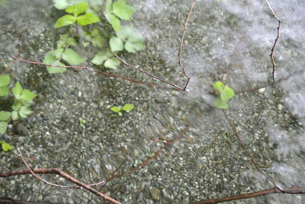 山梨県富士吉田市・月江寺池の水