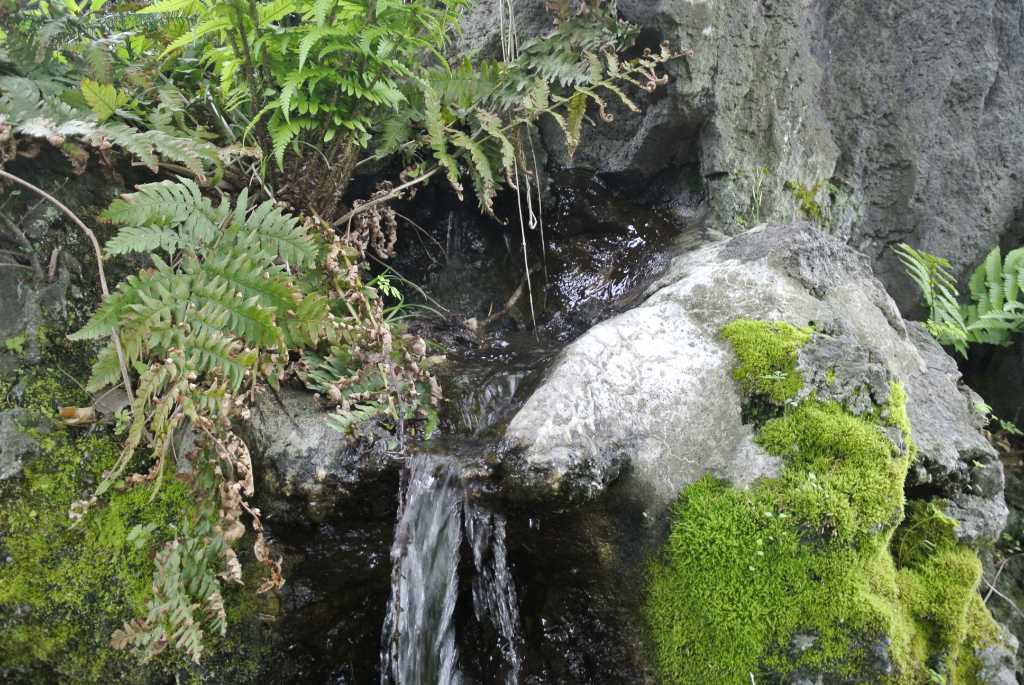 山梨県富士吉田市・月江寺池の水