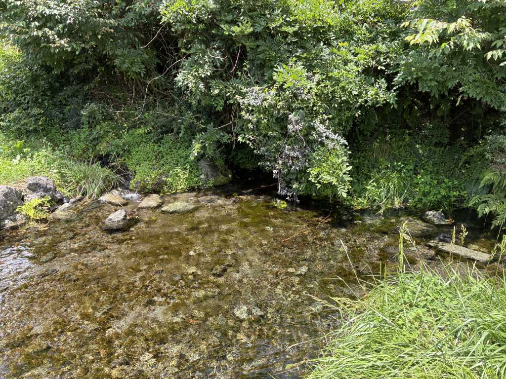 静岡県富士宮市・猪之頭の水