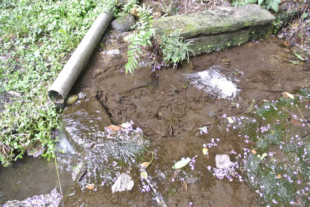 埼玉県新座市・中野の湧水