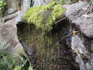 東京都北区・飛鳥山湧水