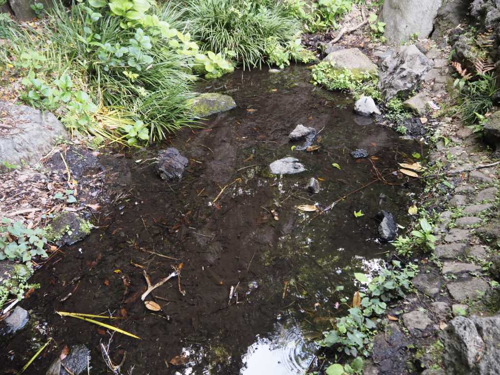 東京都北区・飛鳥山湧水
