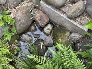 埼玉県日高市・醤油王国の湧き水